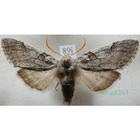 Achlya flavicornis (Linnaeus, 1758) Przestrożnica żółtorożka Czech89j